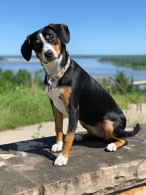 Entlebucher swiss mountain cattle dog puppies for sale in Nm